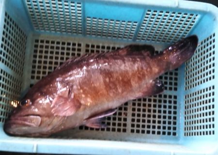 康仁丸・ジギング釣り果